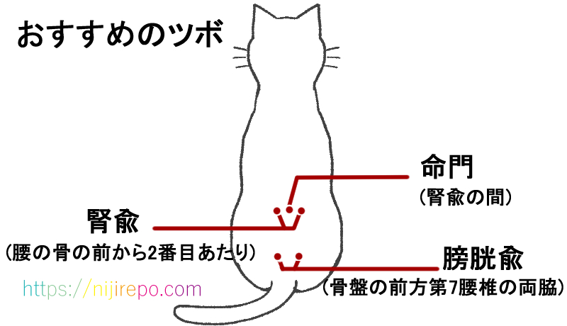 猫の腎臓に良いおすすめのツボ